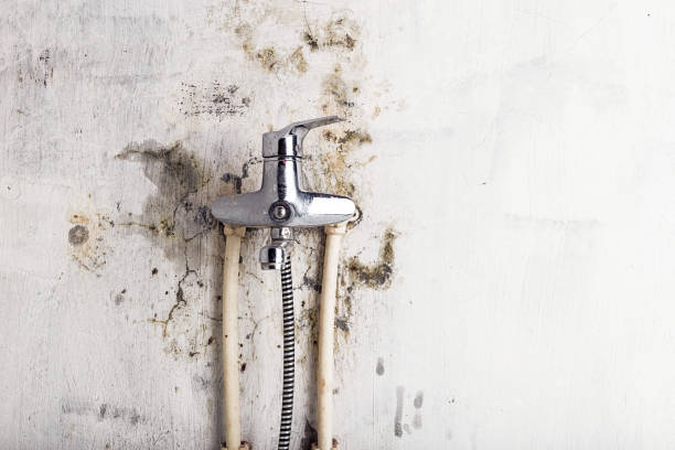 Best Residential Mold Remediation in Advance, MO