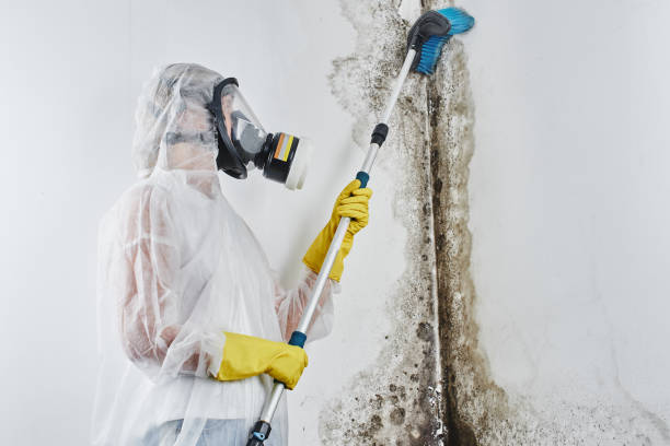 Best Mold Remediation for Specific Building Types in Advance, MO