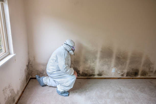Best Localized Mold Remediation (e.g., coastal areas, humid climates) in Advance, MO