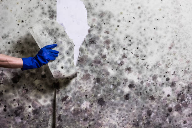 Best Attic Mold Remediation in Advance, MO